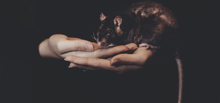 Мыши и крысы помогут создать вакцину от гепатита С