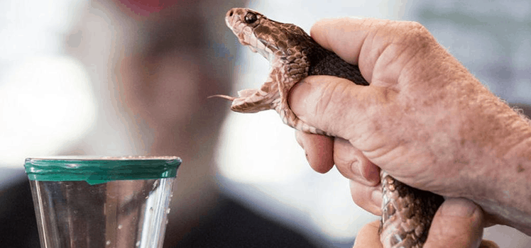 Змеиный яд для лечения гепатита С