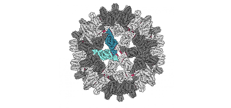 Учёные «взломали» вирус гепатита Б