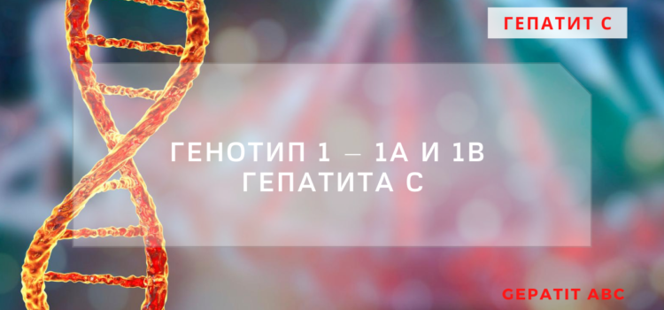 Генотип 1 — 1b и 1a гепатита С