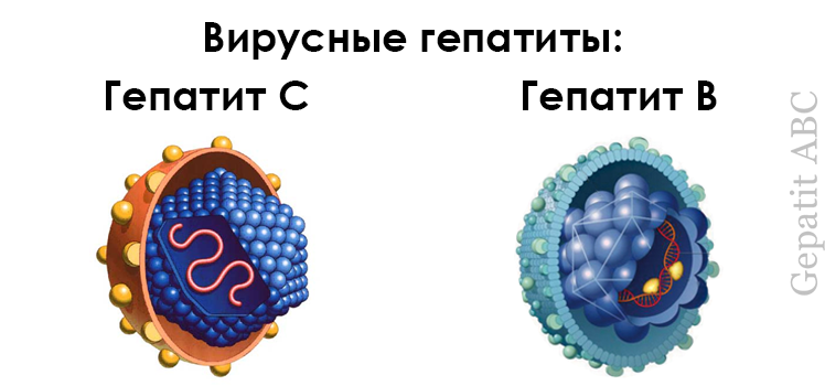 Гепатит с картинки