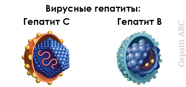 Вирусные гепатиты В и С: анализы, лечение, профилактика