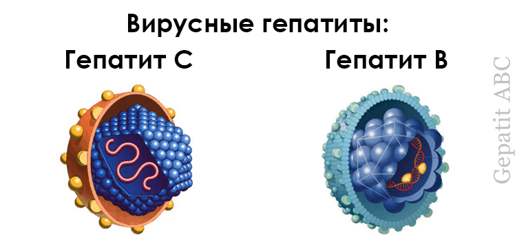 Вирусные гепатиты В и С