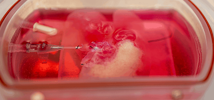 Учёные вырастили миниатюрную генетически модифицированную человеческую печень