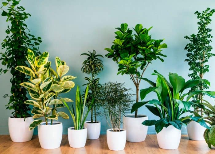 Комнатные растения не улучшают воздух в помещении