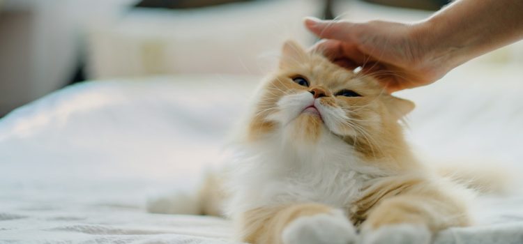 Американские ветеринары советуют людям с ВИЧ поменьше контактировать с кошками