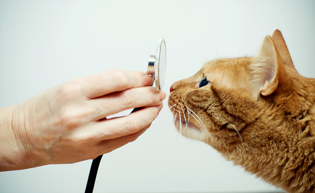 Американские ветеринары советуют людям с ВИЧ поменьше контактировать с кошками