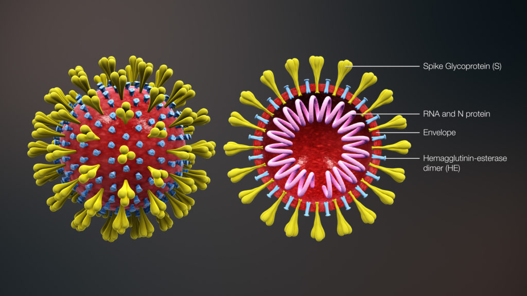 Все про коронавирус: откуда он взялся и что представляет