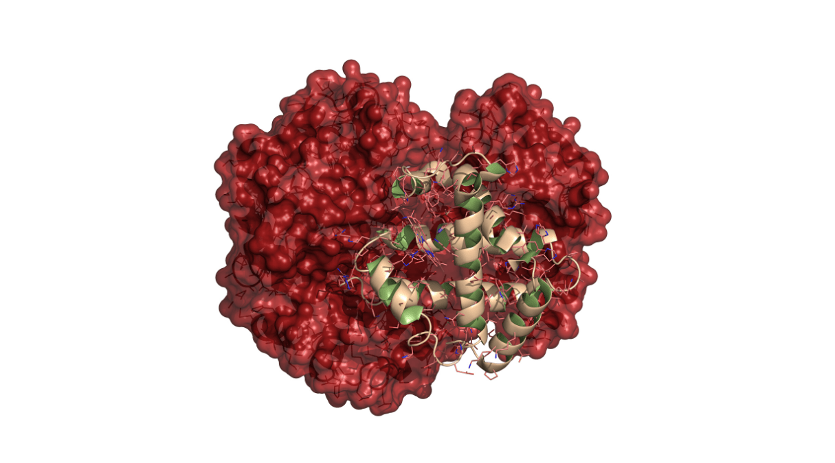 Human protein. Молекула гемоглобина фото.