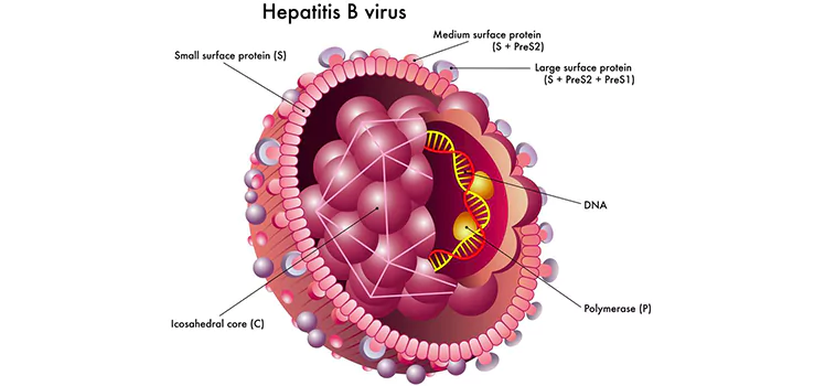 Вирусный гепатит Б