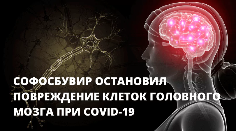 Софосбувир остановил повреждение клеток головного мозга при COVID-19